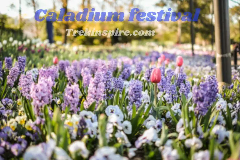 Caladium festival