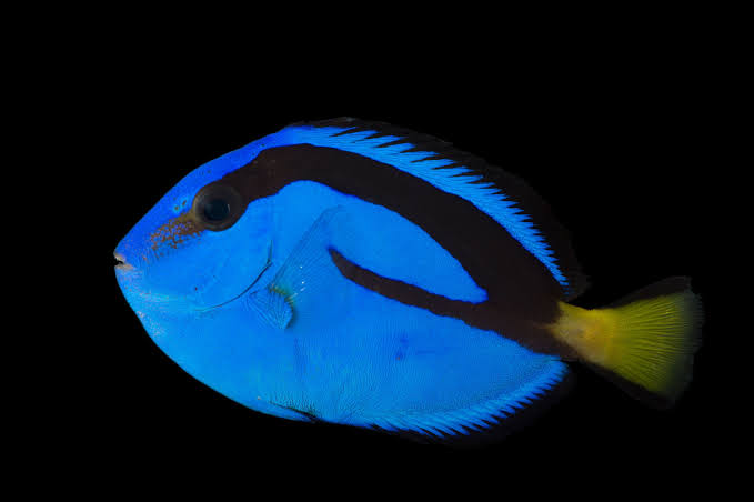 Finding the Perfect Blue Tang Fish for Sale: Tips and Tricks