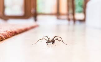 What to Expect During Spider Pest Control Services?