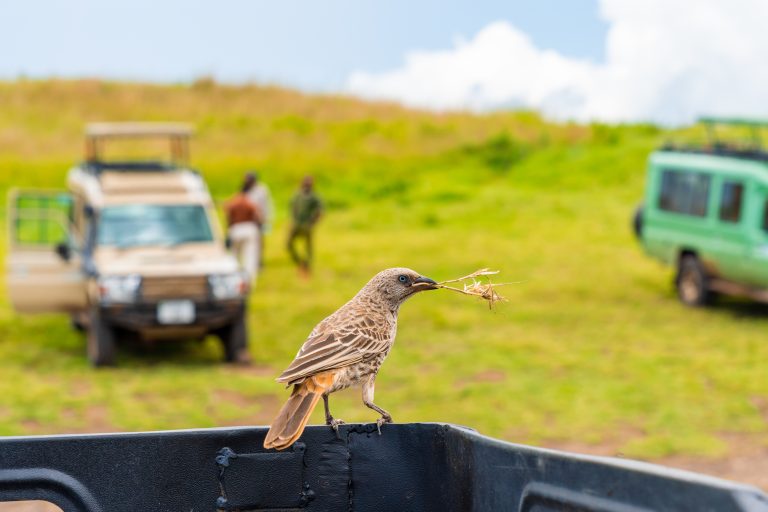 South Africa’s Third Largest Twitch: The Temminck’s Stint