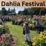 Dahlia Festival