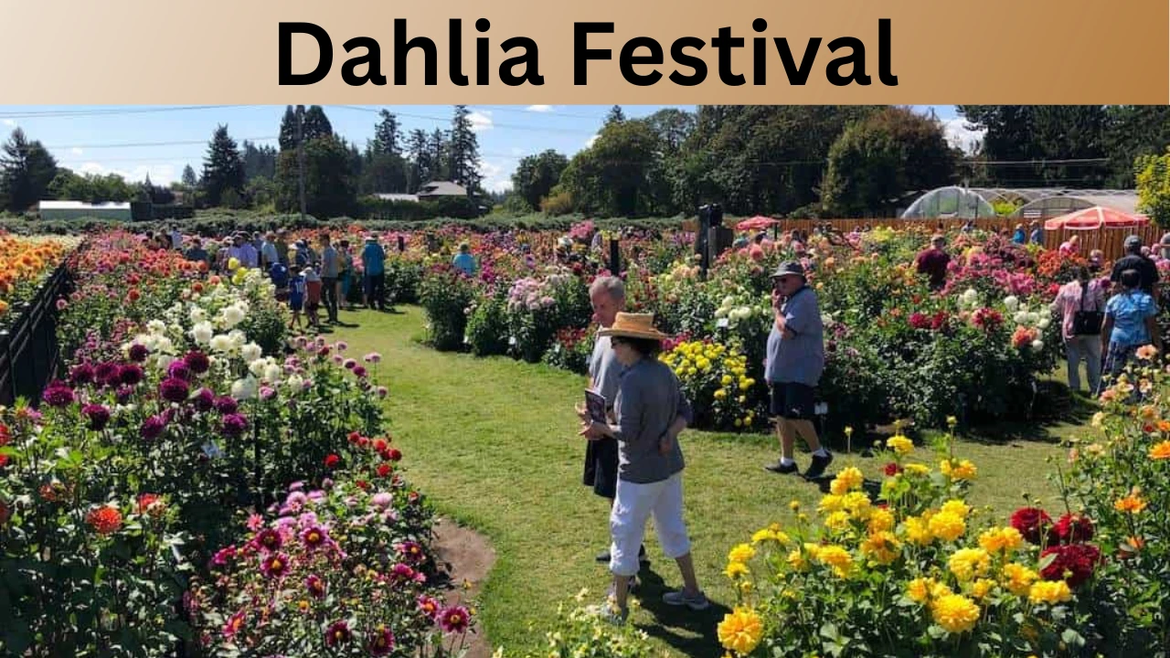 Dahlia Festival
