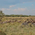 Looking at the East Africa Safari Highlights for 202627