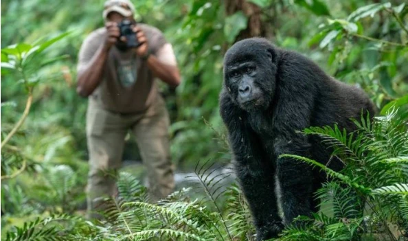 Rwanda Uganda Solo Travel and Gorilla Trek Guide
