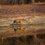 Wildlife