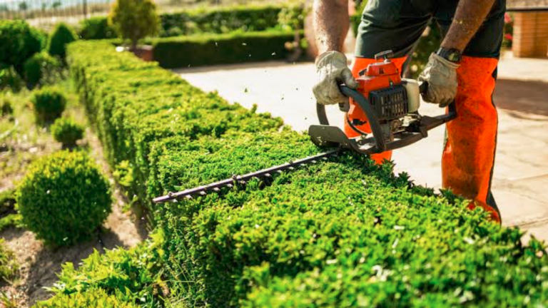 Trim Hedges in the UK